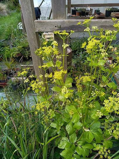Herbes Vagabondes, Pépinière à Moëlan-sur-Mer