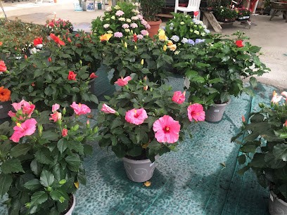 Capot José, Pépinière à Mézin