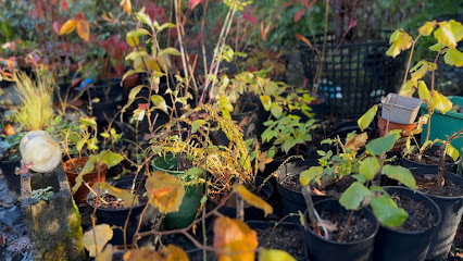 Côté Jardin, Pépinière à Durcet